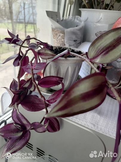 Традесканция