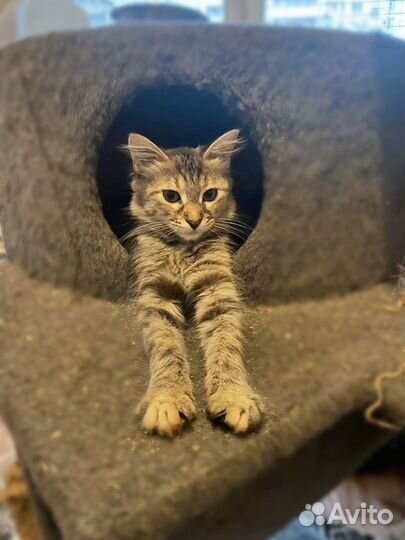Котята мейн-кун