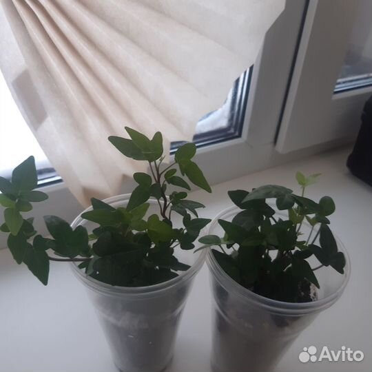 Плющ хедера