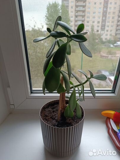 Толстянка(денежное дерево)