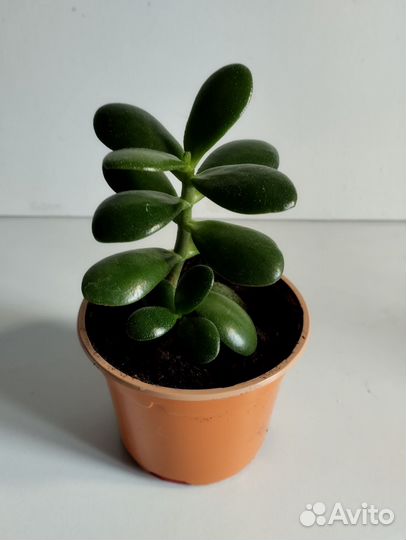 Толстянка денежное дерево