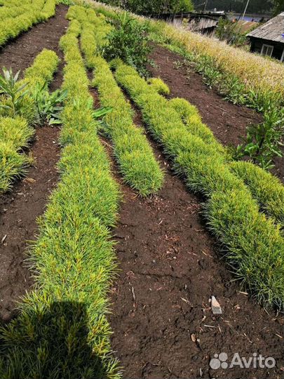 Саженцы кедра