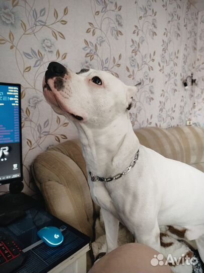 Вязка, Ищем подругу