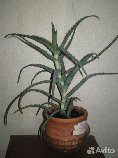 Алоэ лечебный