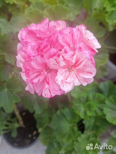 Цветущие сортовые пеларгонии