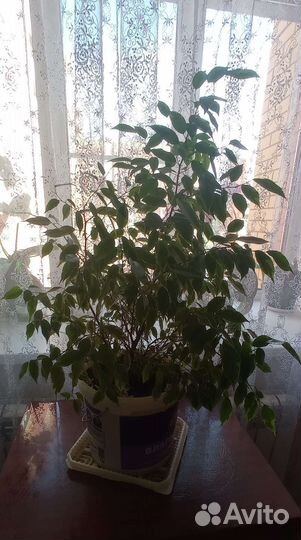 Кипарис Бенджамина