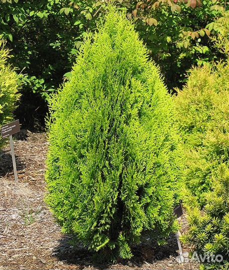 Туя Ауреа-Нана пышная