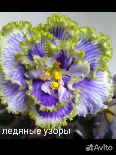 Сортовые фиалки