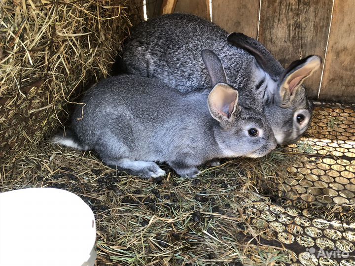 Кролики на племя Советская шиншилла