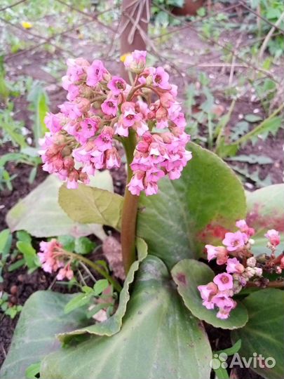 Многолетние растения для сада