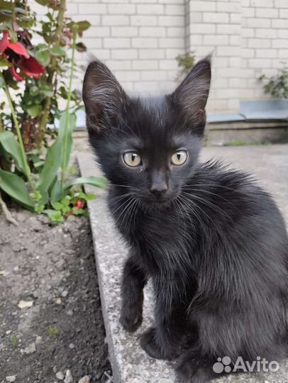 Отдам бесплатно