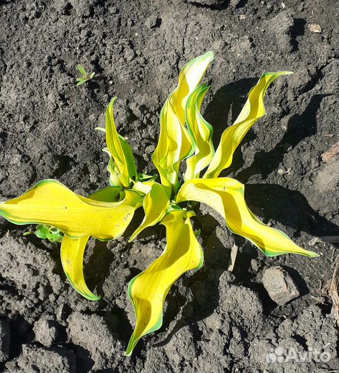 Хосты под заказ, более 40 сортов