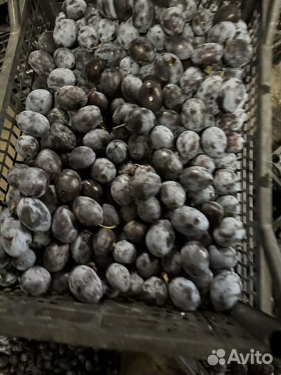 Слива чернослив