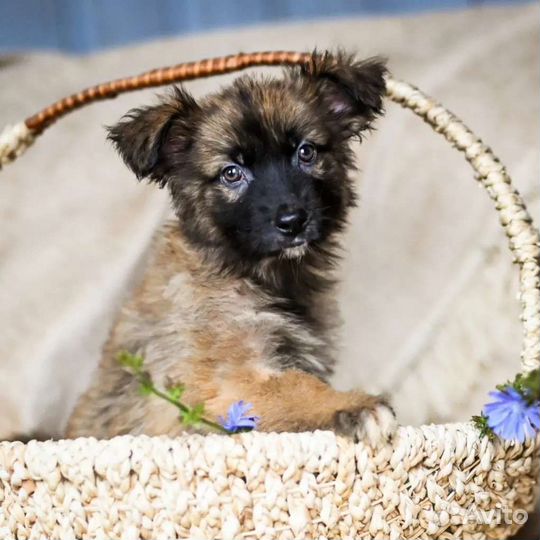 Собаки щенки бесплатно