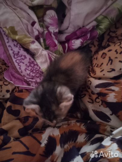 Отдаю маленькое пушистое чудо в добрые руки