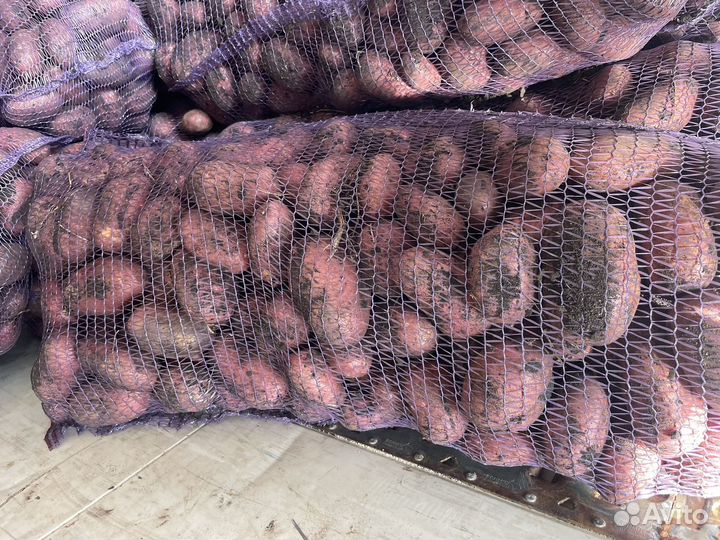 Картофель красный опт