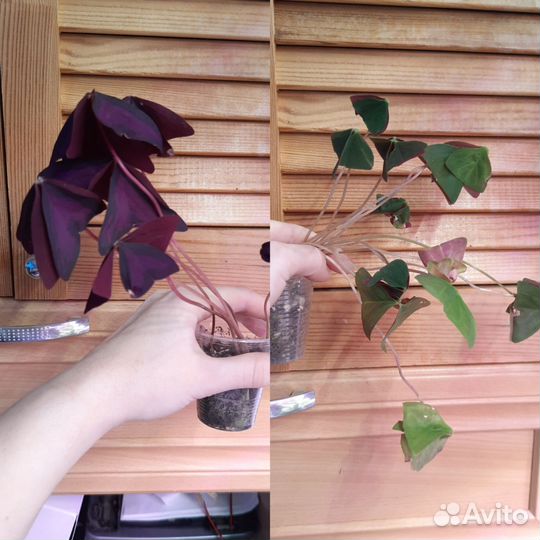 Комнатные растения