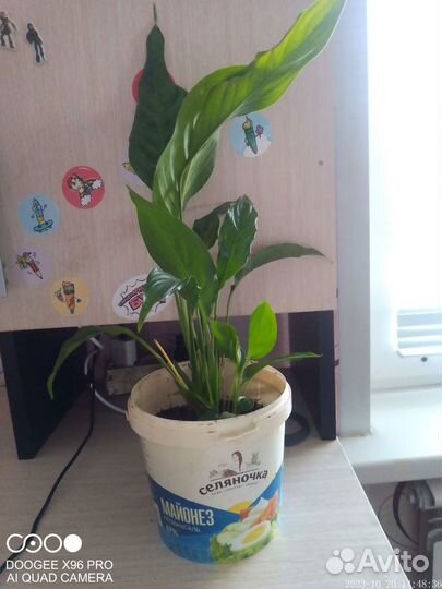 Комнатные цветы