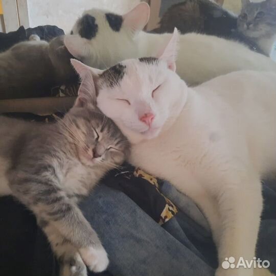 Котята ищут дом