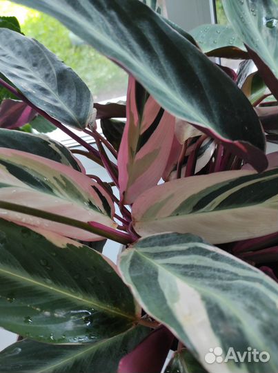 Строманта триколор