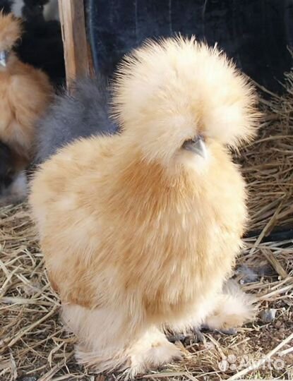 Брудер для цыплят