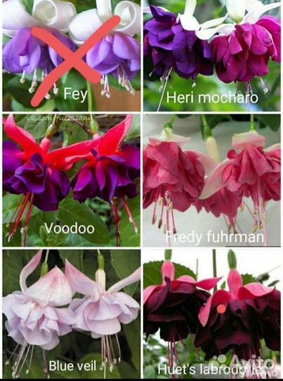 Фуксия сортовая крупноцветковая