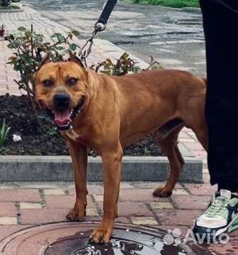 Стафорширский терьер