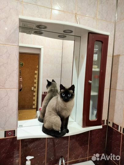 Домашние животные кошки
