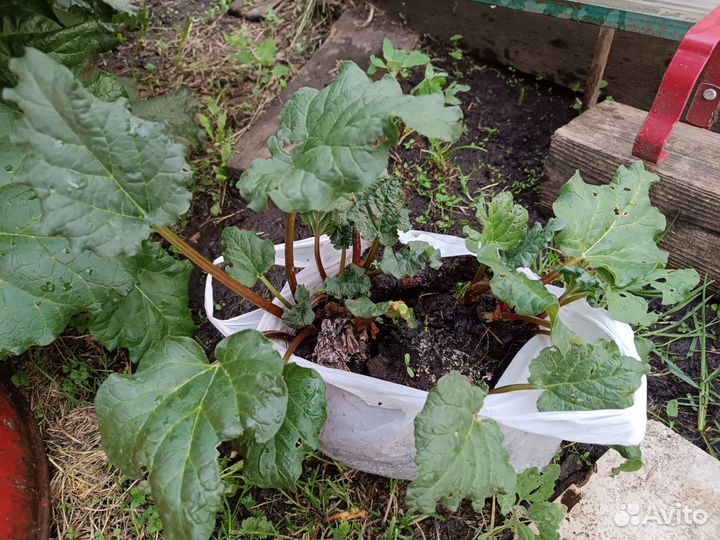 Рассада ревеня