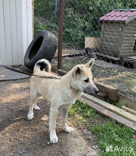 Щенок-метис лайки, 3,5 месяца