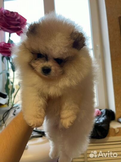 Померанский шпиц мини