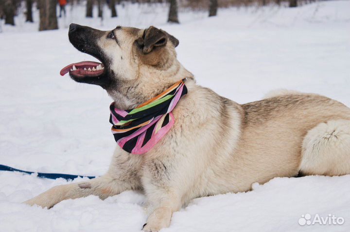 Щенок по имени Карамелька