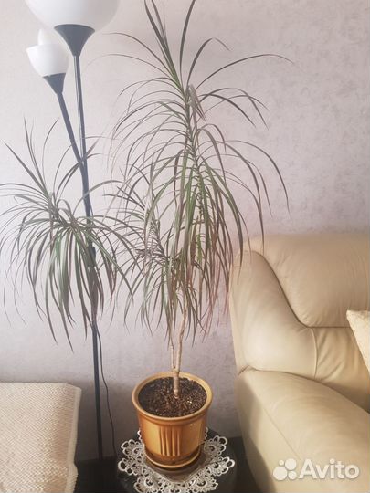 Комнатные цветы драцена