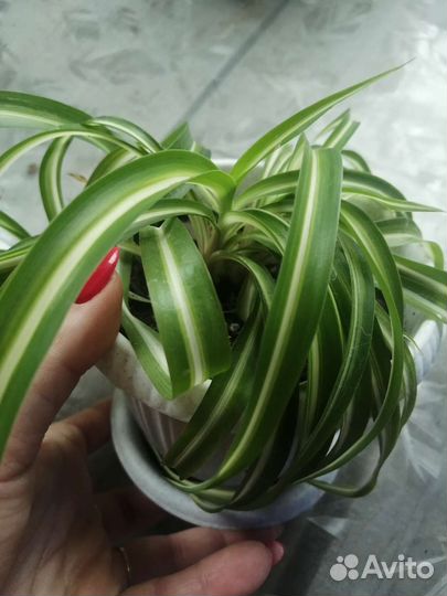 Хлорофитум