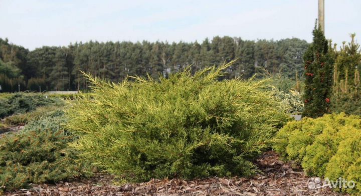 Можжевельник китайский Куривао Голд