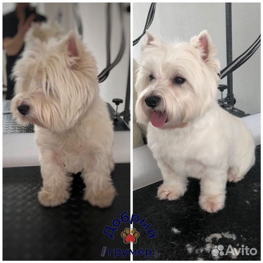 Услуги грумера