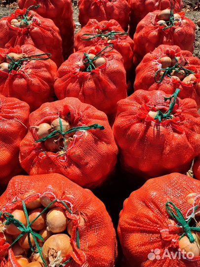 Лук репчатый оптом