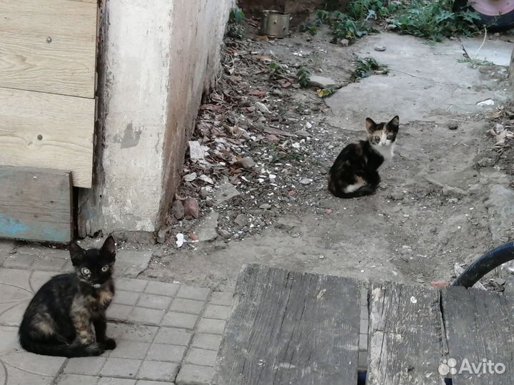 Котята в добрые руки