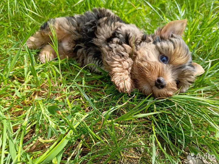 Йорик мальчик