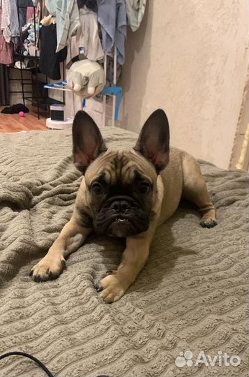 Французский бульдог