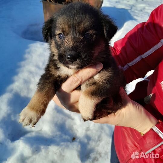 Щенки в добрые руки