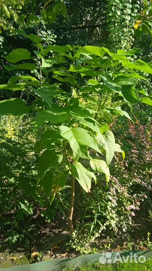 Декоративные деревья