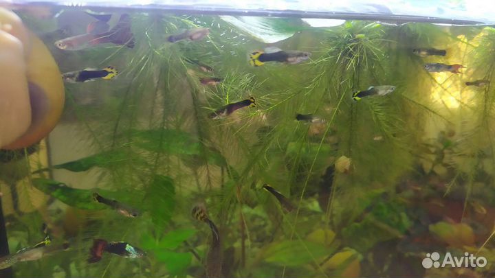 Гуппи ассорти