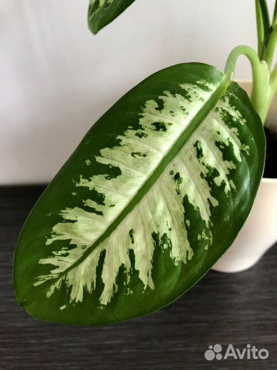 Диффенбахии