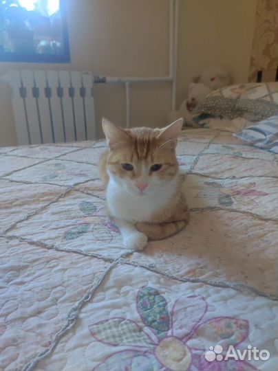 Кот стерильный