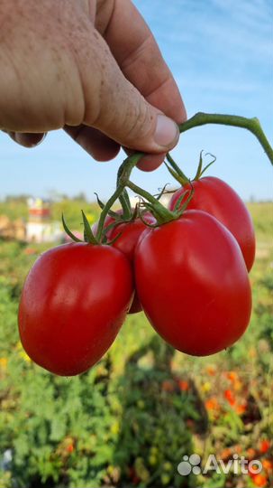 Помидоры