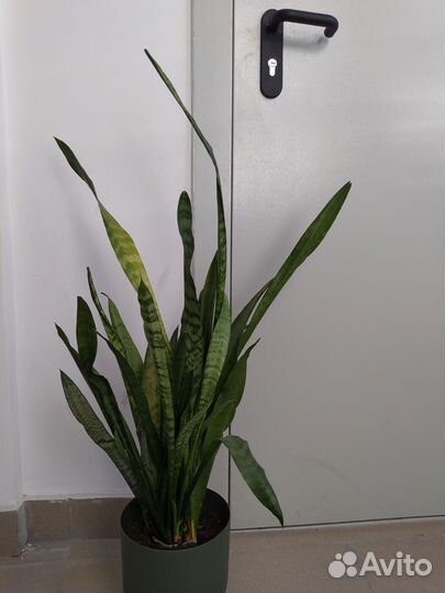 Сансевиерия