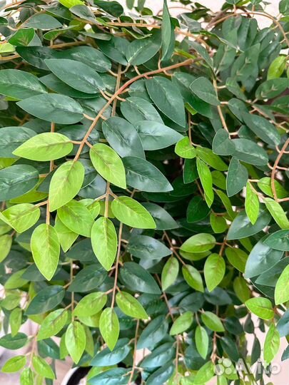 Искусственное дерево Глициния