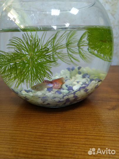 Аквариум с рыбкой