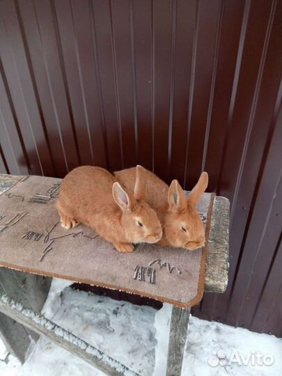 Продам чистопородных кроликов
